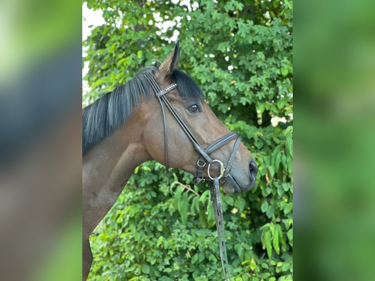 Englisches Vollblut Wallach 4 Jahre 160 cm Brauner in Essen