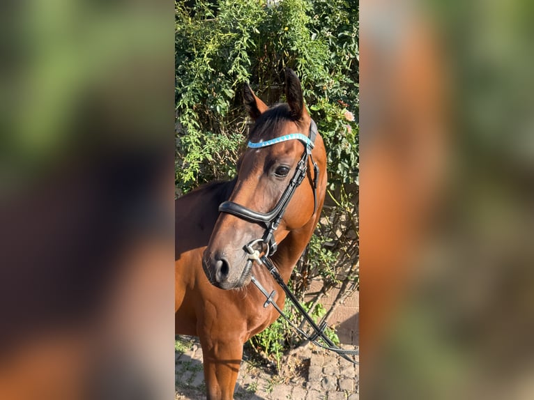 Englisches Vollblut Wallach 4 Jahre 160 cm Brauner in Zweibrücken