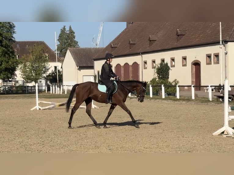 Englisches Vollblut Wallach 4 Jahre 160 cm Brauner in Zweibrücken