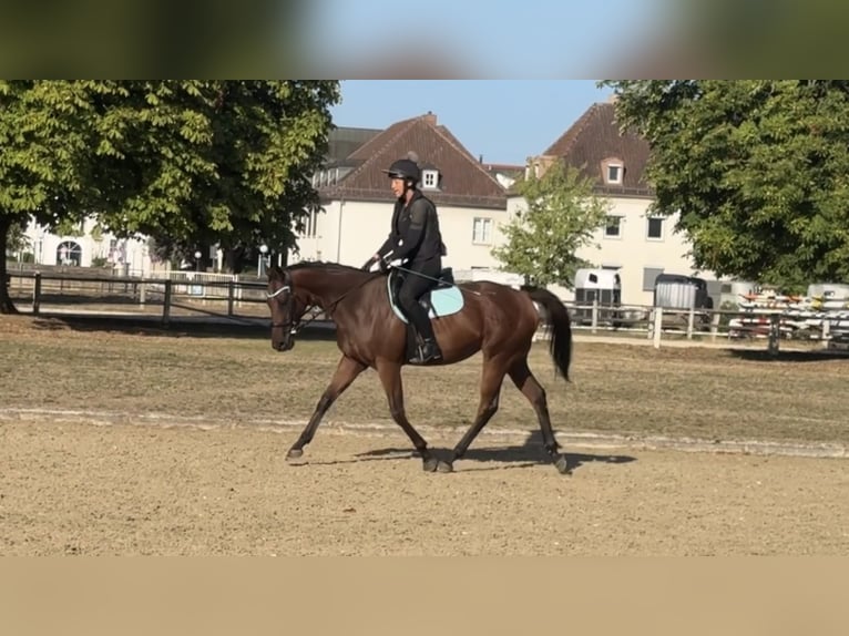 Englisches Vollblut Wallach 4 Jahre 160 cm Brauner in Zweibrücken