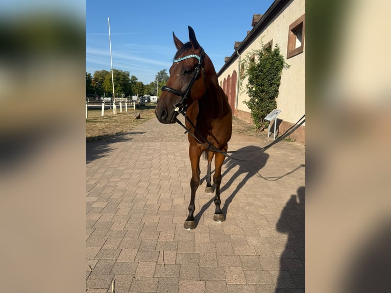 Englisches Vollblut Wallach 4 Jahre 160 cm Brauner in Zweibrücken