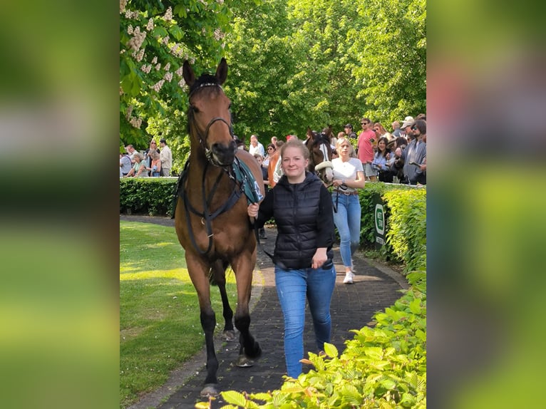 Englisches Vollblut Wallach 4 Jahre 160 cm Brauner in Duisburg