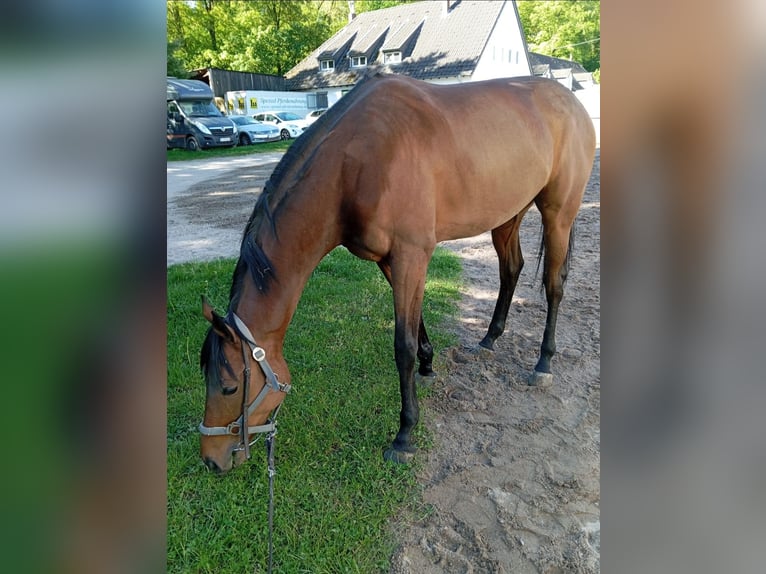 Englisches Vollblut Wallach 4 Jahre 160 cm Brauner in Neuss