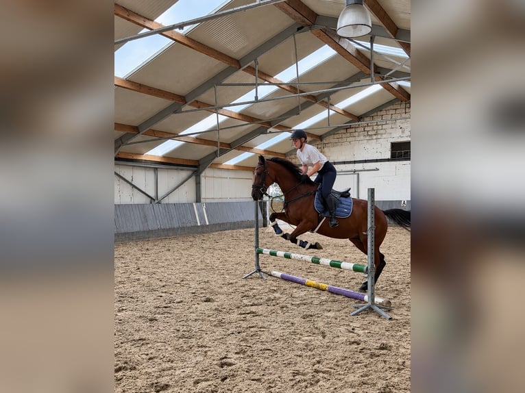 Englisches Vollblut Wallach 4 Jahre 160 cm Dunkelbrauner in Kasterlee