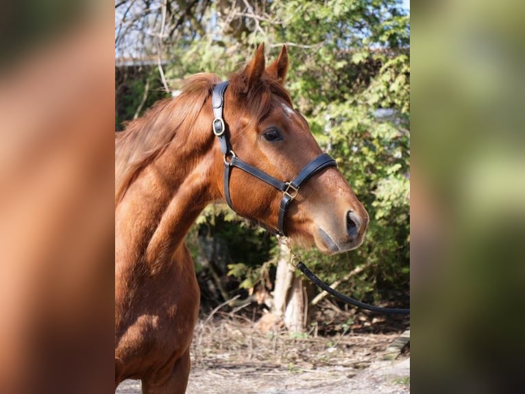 Englisches Vollblut Wallach 4 Jahre 160 cm Fuchs in G&#xFC;nzburg