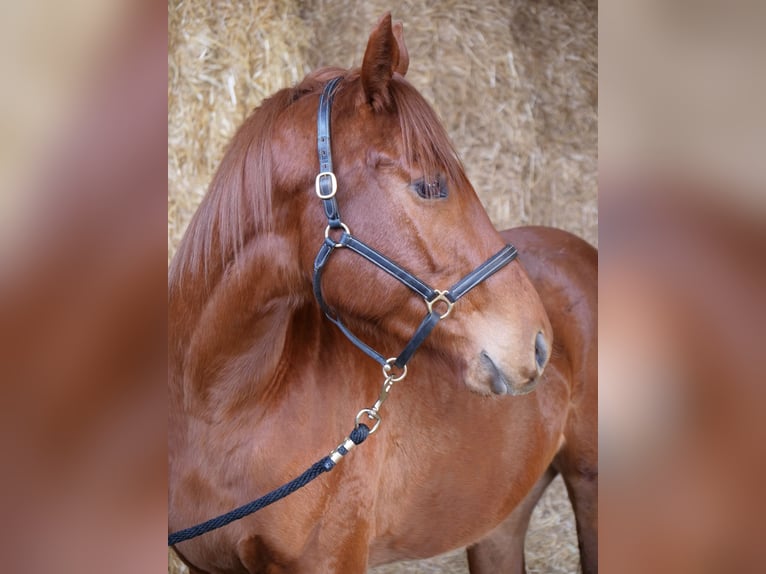 Englisches Vollblut Wallach 4 Jahre 160 cm Fuchs in Günzburg