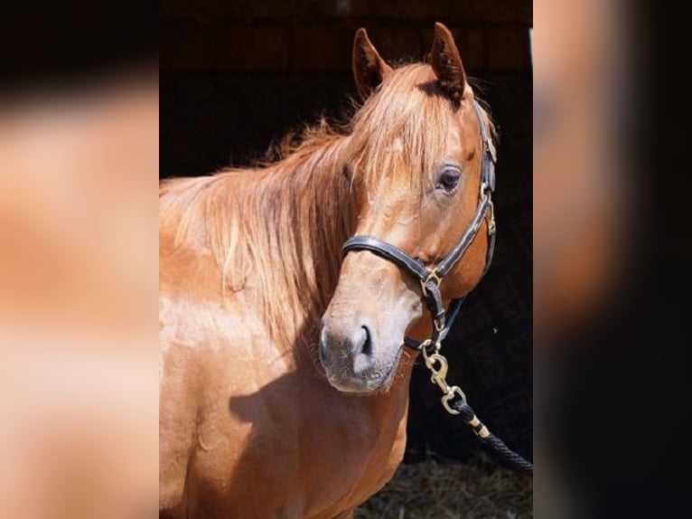 Englisches Vollblut Wallach 4 Jahre 160 cm Fuchs in Günzburg