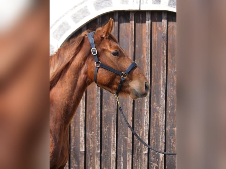 Englisches Vollblut Wallach 4 Jahre 160 cm Fuchs in Günzburg