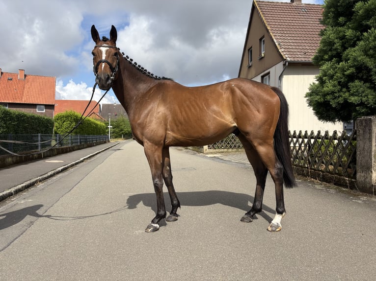 Englisches Vollblut Wallach 4 Jahre 163 cm Brauner in N&#xF6;rten-Hardenberg