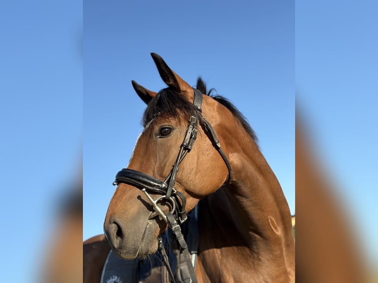 Englisches Vollblut Wallach 4 Jahre 163 cm Brauner in N&#xF6;rten-Hardenberg