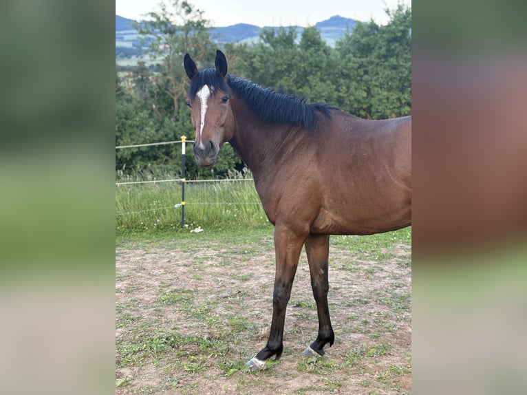 Englisches Vollblut Wallach 4 Jahre 163 cm Brauner in N&#xF6;rten-Hardenberg