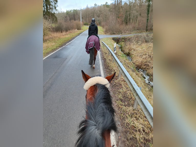 Englisches Vollblut Wallach 4 Jahre 164 cm Brauner in Hundsbach