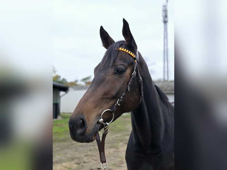 Englisches Vollblut Wallach 4 Jahre 164 cm Dunkelbrauner in Neuenhagen bei Berlin