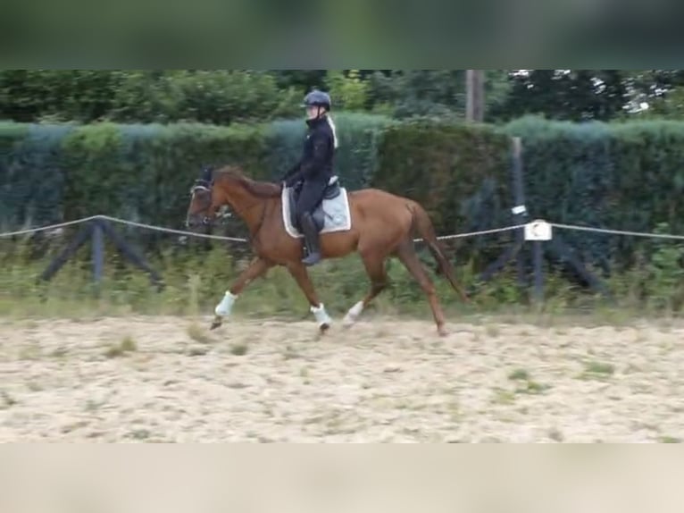 Englisches Vollblut Wallach 4 Jahre 164 cm Fuchs in Wuppertal