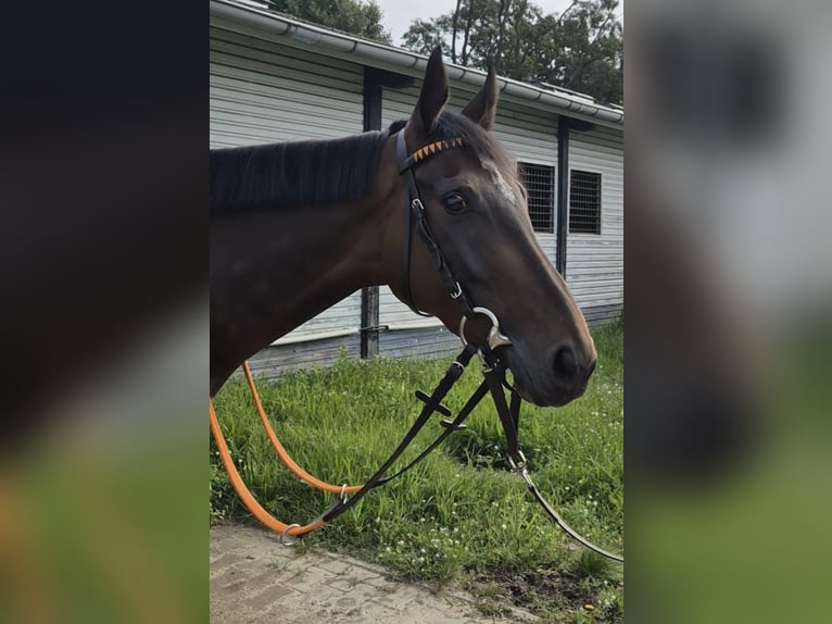 Englisches Vollblut Wallach 4 Jahre 165 cm Brauner in Neuenhagen
