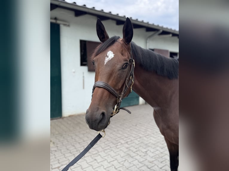 Englisches Vollblut Wallach 4 Jahre 165 cm Brauner in Iffezheim