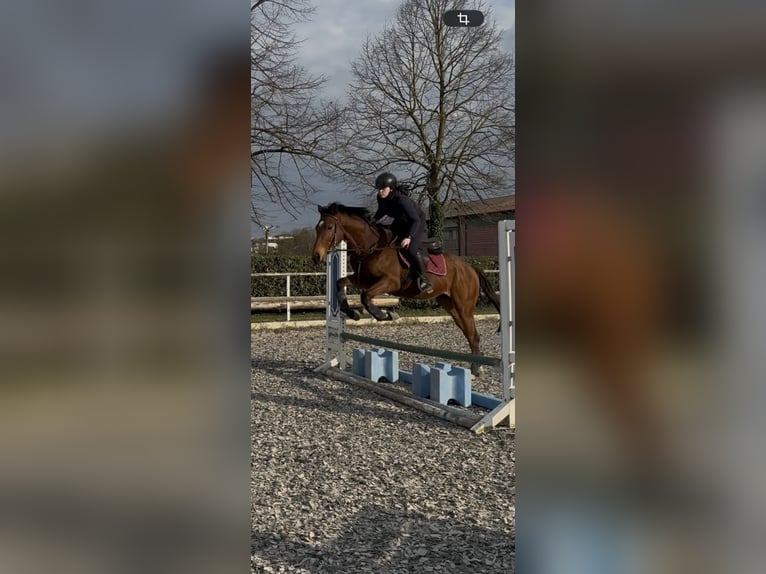 Englisches Vollblut Wallach 4 Jahre 165 cm Brauner in San Massimo