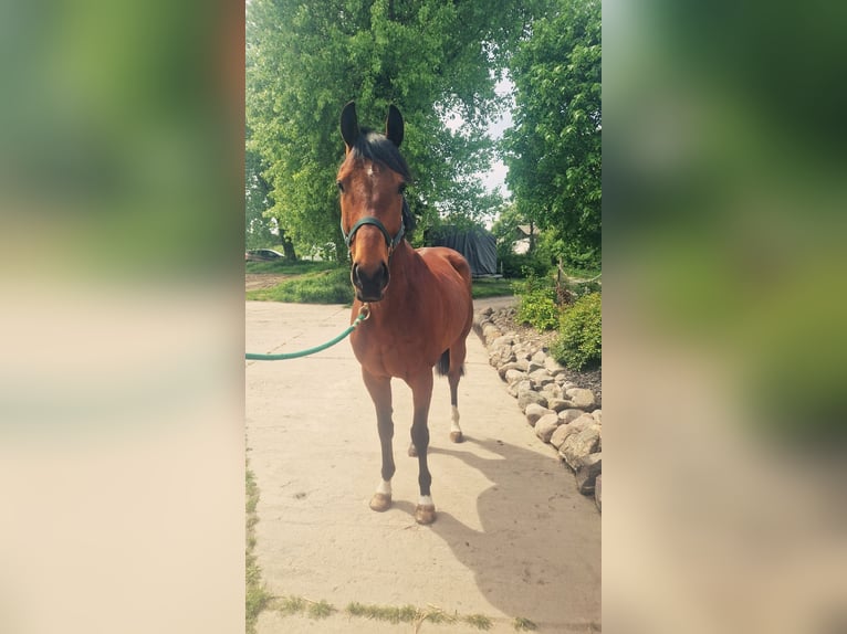 Englisches Vollblut Wallach 4 Jahre 165 cm  in Neuenhagen bei Berlin