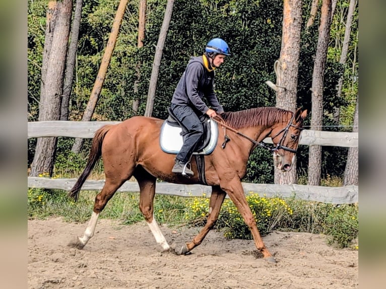 Englisches Vollblut Wallach 4 Jahre 165 cm Fuchs in M&#xF6;ser