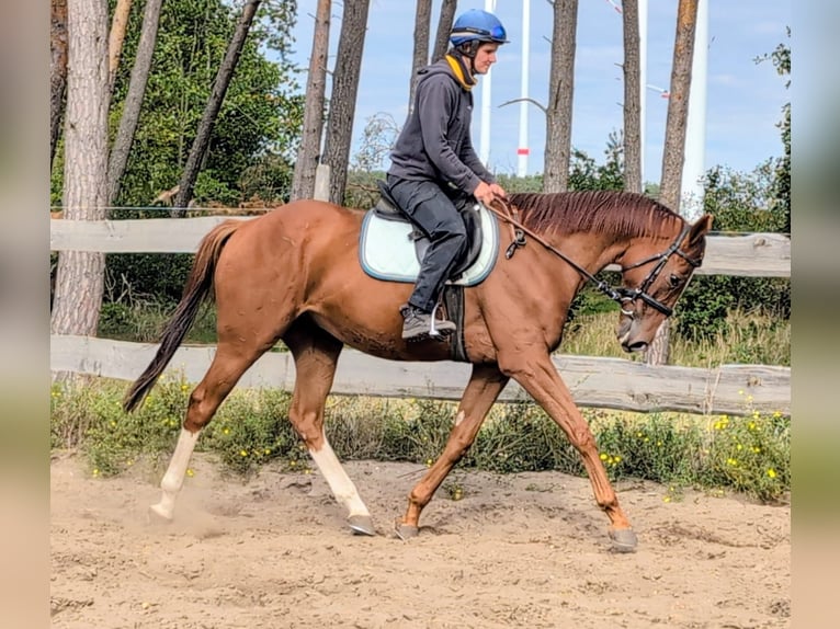 Englisches Vollblut Wallach 4 Jahre 165 cm Fuchs in M&#xF6;ser