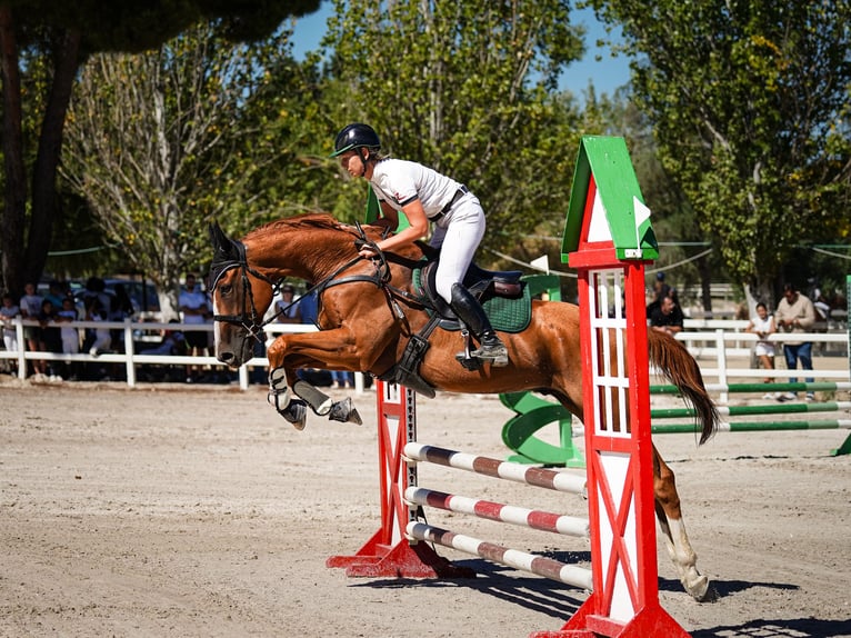 Englisches Vollblut Wallach 4 Jahre 165 cm Fuchs in Brunete