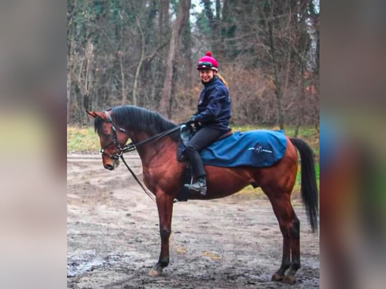 Englisches Vollblut Wallach 4 Jahre 166 cm Rotbrauner in Dunakeszi