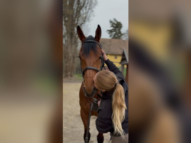 Englisches Vollblut Wallach 4 Jahre 166 cm Rotbrauner in Dunakeszi