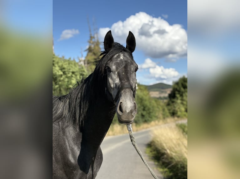 Englisches Vollblut Wallach 4 Jahre 167 cm Apfelschimmel in N&#xF6;rten-Hardenberg