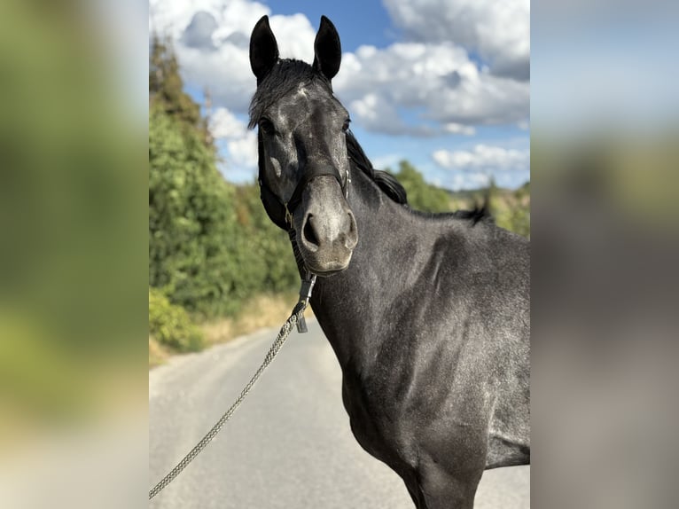 Englisches Vollblut Wallach 4 Jahre 167 cm Apfelschimmel in N&#xF6;rten-Hardenberg