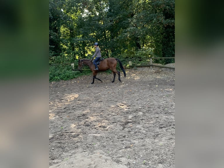 Englisches Vollblut Wallach 4 Jahre 167 cm Brauner in Hamburg Lemsahl-Mellingstedt