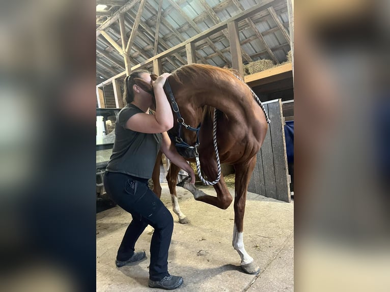 Englisches Vollblut Wallach 4 Jahre 167 cm Fuchs in STAMBACH