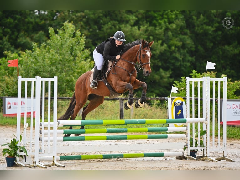 Englisches Vollblut Wallach 4 Jahre 168 cm Brauner in Vienne