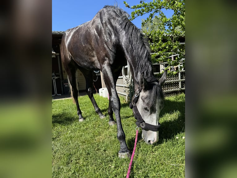 Englisches Vollblut Wallach 4 Jahre 169 cm in Iffezheim