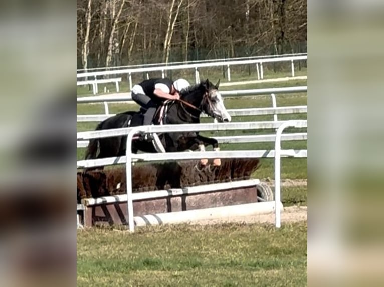 Englisches Vollblut Wallach 4 Jahre 169 cm in Iffezheim
