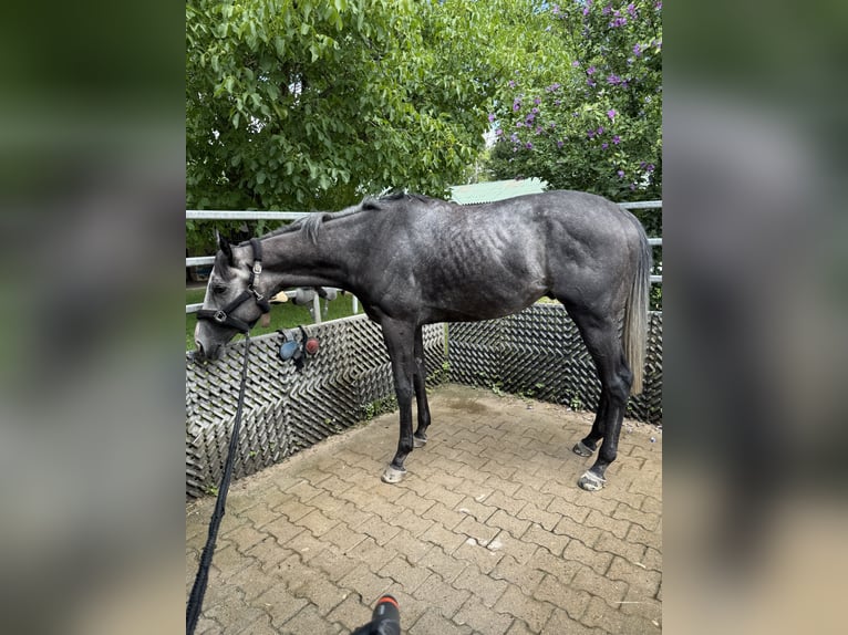 Englisches Vollblut Wallach 4 Jahre 169 cm in Iffezheim