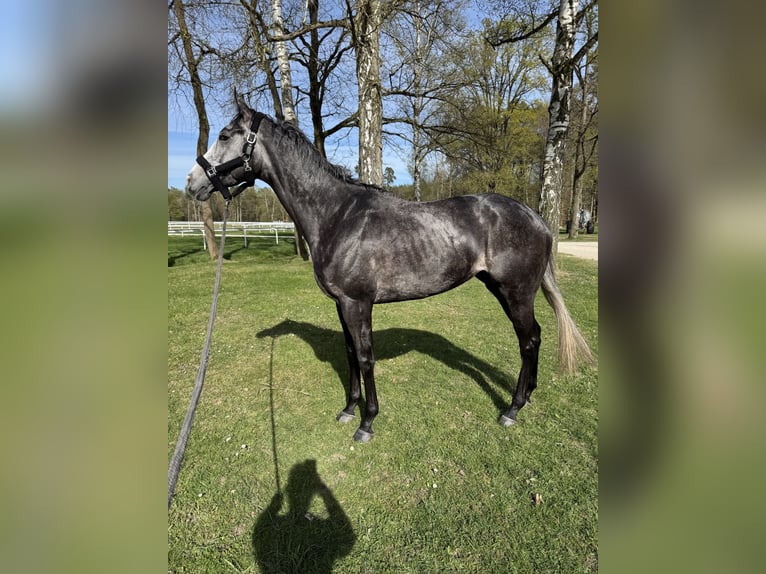 Englisches Vollblut Wallach 4 Jahre 169 cm in Iffezheim