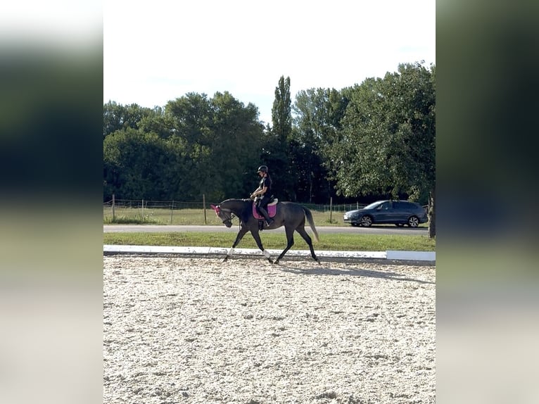 Englisches Vollblut Wallach 4 Jahre 169 cm in Iffezheim