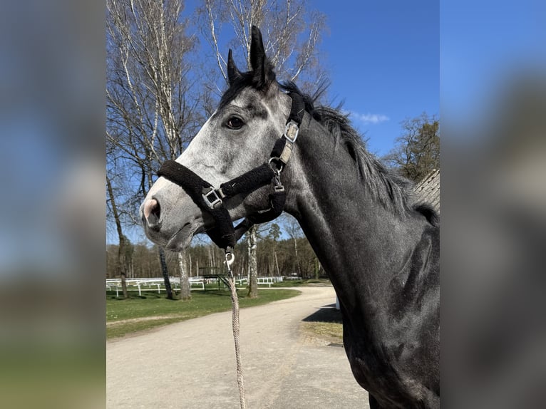 Englisches Vollblut Wallach 4 Jahre 169 cm in Iffezheim