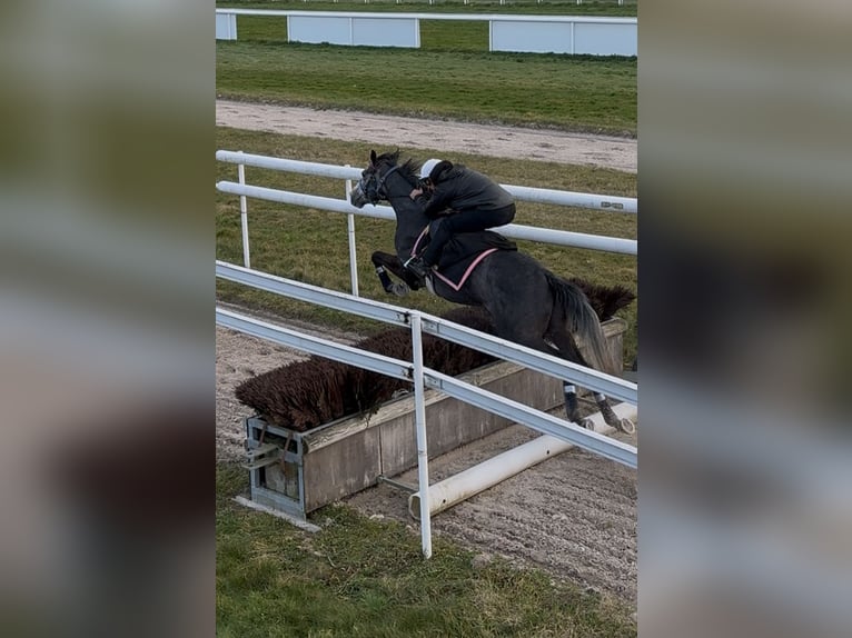 Englisches Vollblut Wallach 4 Jahre 169 cm in Iffezheim