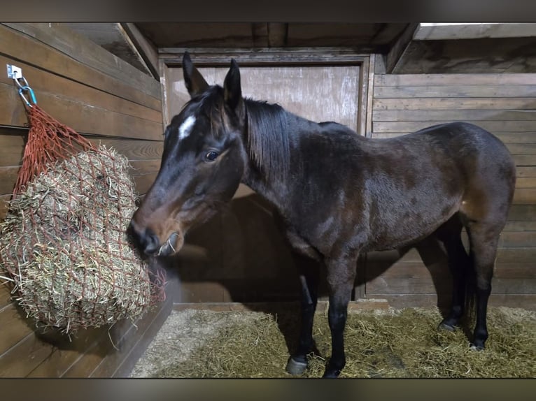 Englisches Vollblut Wallach 5 Jahre 152 cm Dunkelbrauner in Isanti