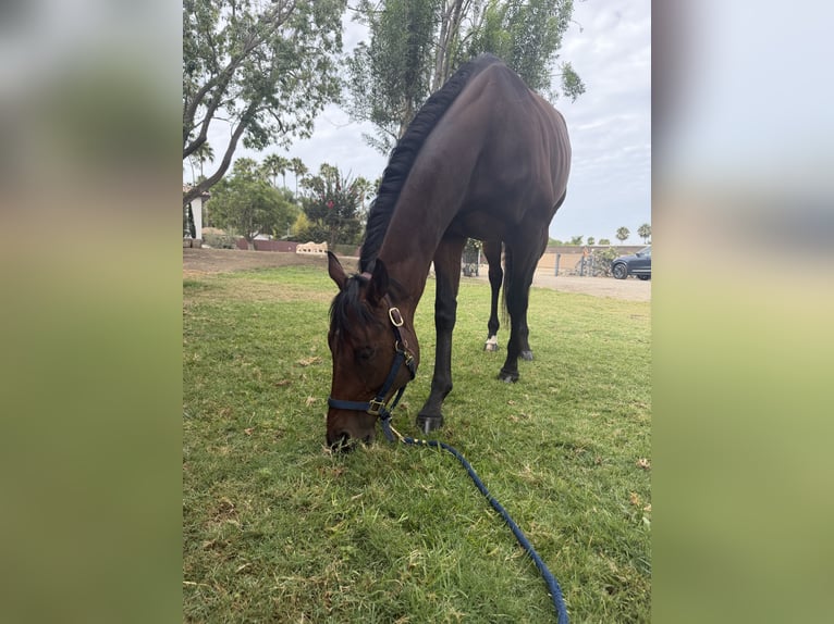 Englisches Vollblut Wallach 5 Jahre 153 cm Rotbrauner in Los Angeles