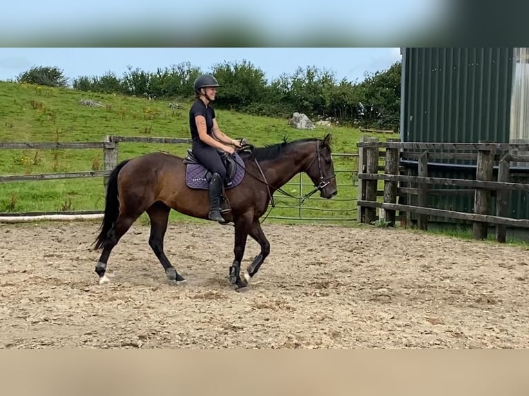 Englisches Vollblut Wallach 5 Jahre 155 cm Brauner in Sligo
