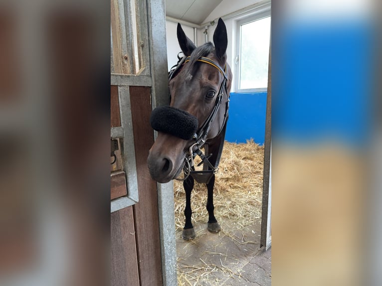 Englisches Vollblut Wallach 5 Jahre 158 cm Dunkelbrauner in Reifenberg