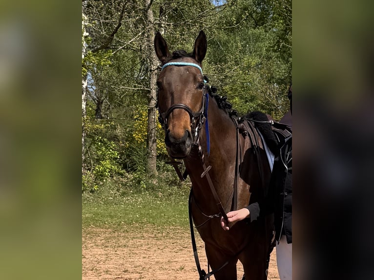Englisches Vollblut Wallach 5 Jahre 160 cm Brauner in Zweibr&#xFC;cken