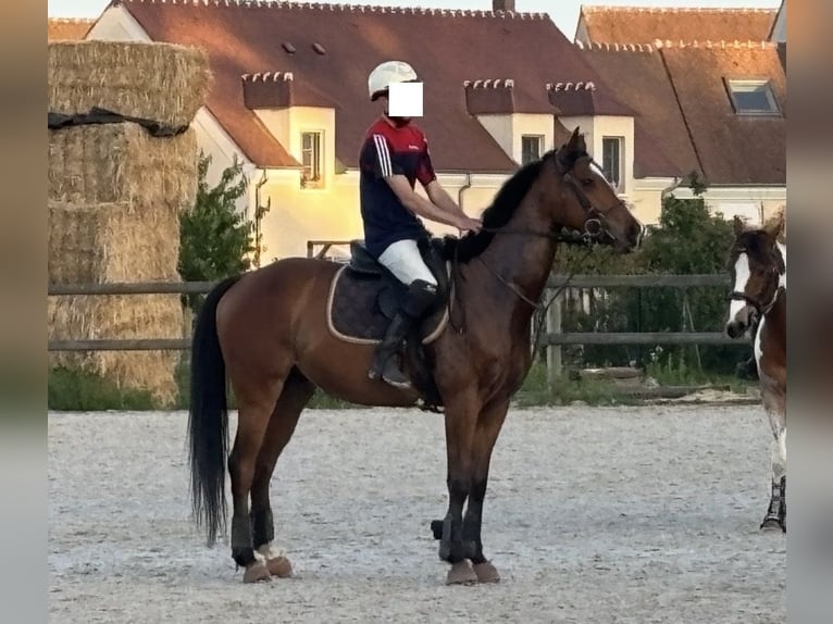 Englisches Vollblut Wallach 5 Jahre 162 cm Dunkelbrauner in Triel-sur-Seine