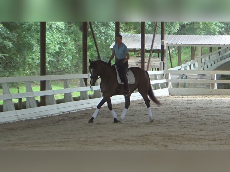 Englisches Vollblut Wallach 5 Jahre 162 cm Rotbrauner in Cantonment