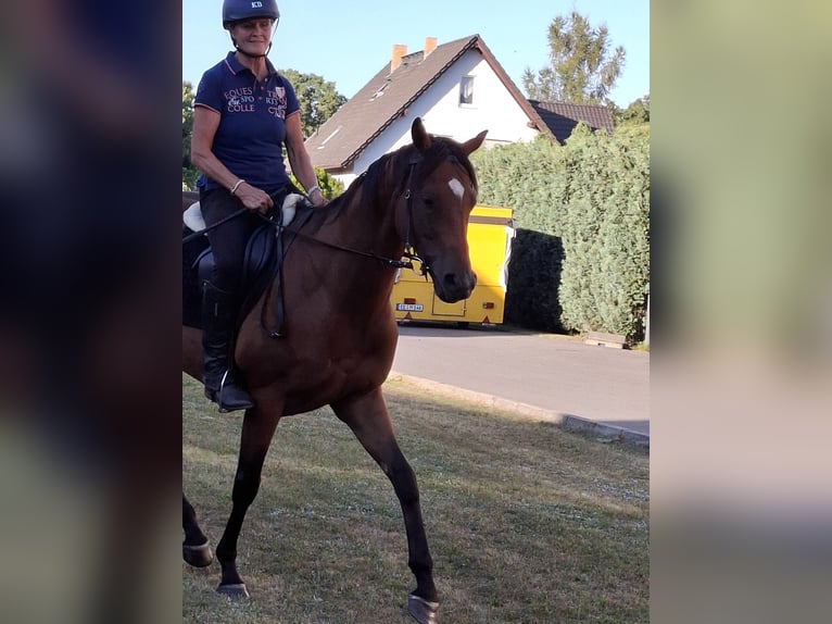 Englisches Vollblut Wallach 5 Jahre 163 cm Brauner in Gr&#xF6;den