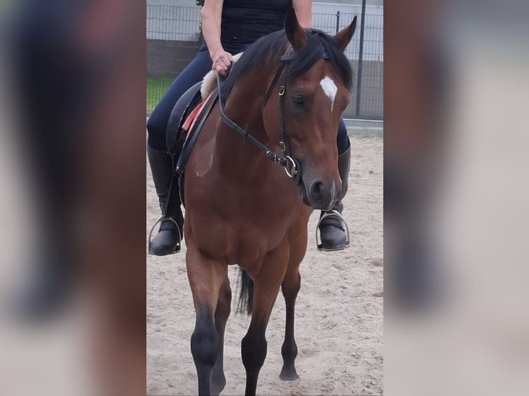 Englisches Vollblut Wallach 5 Jahre 163 cm Brauner in Gr&#xF6;den