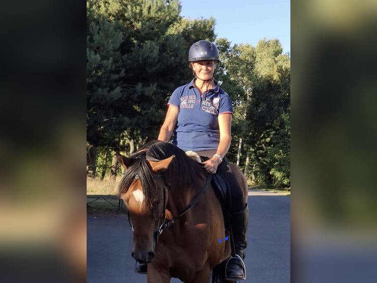 Englisches Vollblut Wallach 5 Jahre 163 cm Brauner in Gr&#xF6;den