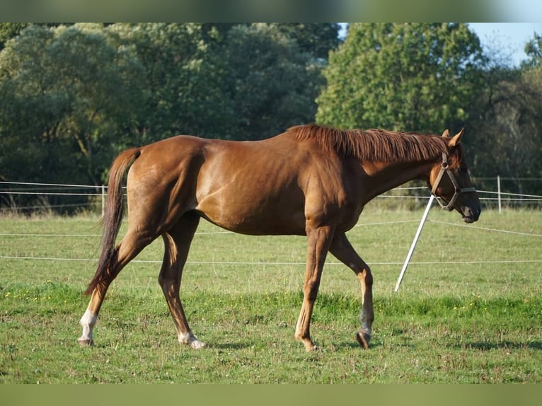 Englisches Vollblut Wallach 5 Jahre 163 cm Fuchs in Nalbach